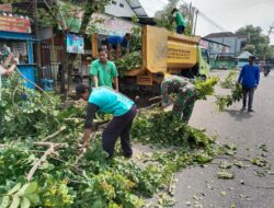 Antisipasi Pohon Tumbang, Babinsa Koramil Ngawi Bersama Petugas Tebangi Pohon di Pinggiran Jalan Raya