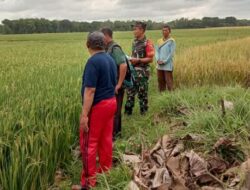 Guna Meningkatkan ketahanan pangan, Babinsa Koramil Mantingan Dampingi PPL Kegiatan Pengolahan padi di Wilayah