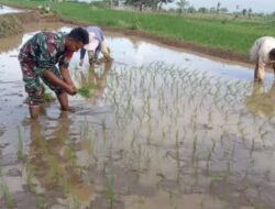Bentuk Wujud Nyata Babinsa Ngawi Dalam Program Ketahanan Pangan