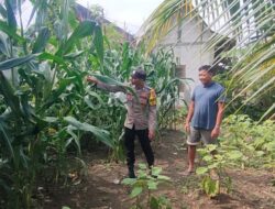 Bhabinkamtibmas Desa Pangkur Laksanakan Patroli P2B, Dukung Program Ketahanan Pangan