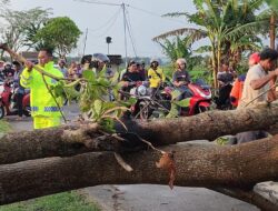 Polisi Ngawi bersama Relawan Evakuasi Pohon Tumbang di Jalan Raya Padas – Pangkur