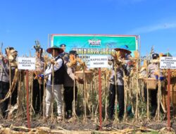 Dukung Program Ketahanan Pangan, Polres Ngawi Gelar Panen Raya Jagung
