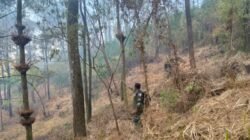 Kebakaran Hutan Pinus di Kendal Ngawi, 9 HA Lahan Terbakar, Babinsa, relawan, dan Masyarakat putus jangkauan Api